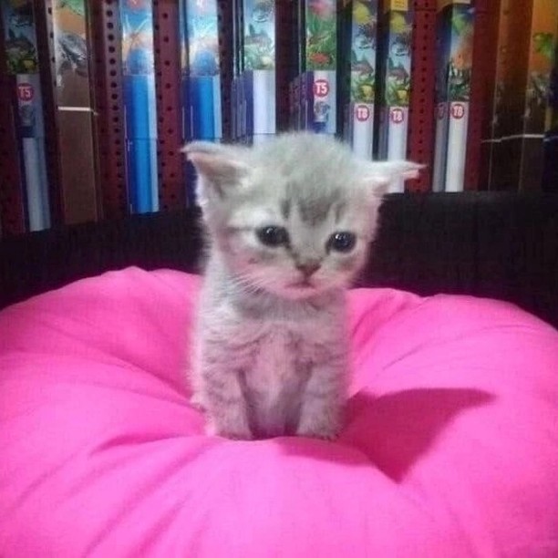 Punch Cat tweet media