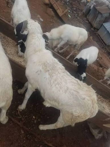 Rahmonney's tweet photo. Akube Ram and Cow are readily available for sale at chikini prices. Text or WhatsApp Ikuramony Eleran on 08132621215 https://t.co/NnPXuCJZh7