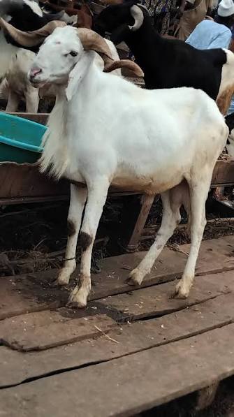 Rahmonney's tweet photo. Akube Ram and Cow are readily available for sale at chikini prices. Text or WhatsApp Ikuramony Eleran on 08132621215 https://t.co/NnPXuCJZh7