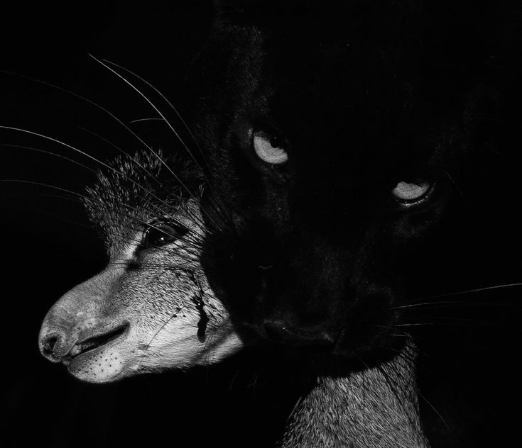 Panther 🖤🐾 (@StealthPanther) / Posts / X