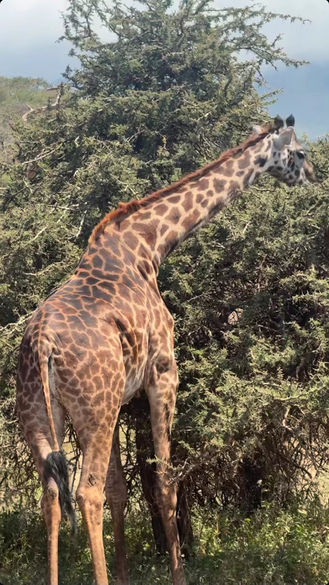 manoj71845's tweet photo. #nature #photography #goodmorning #goodevening  #touristplace  #forest  #junglesafari https://t.co/FRiic5AmsJ