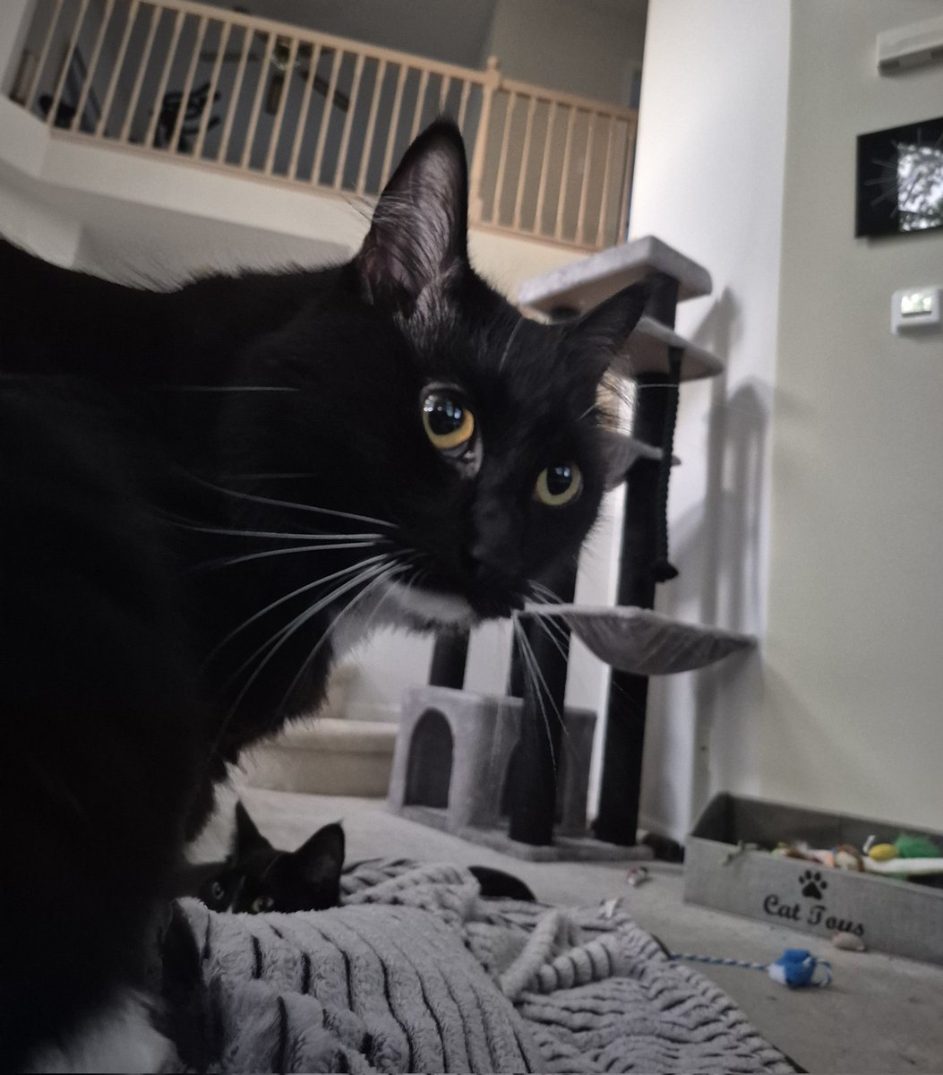 SipUrCoffee's tweet photo. Have a slumber party on the floor with your cats. Won't regret it. https://t.co/6neBxZwaZf