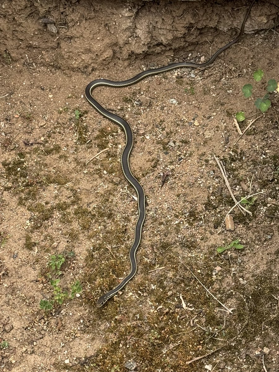TripleBroker's tweet photo. Anyone like snakes? https://t.co/LDOWDbJWSz