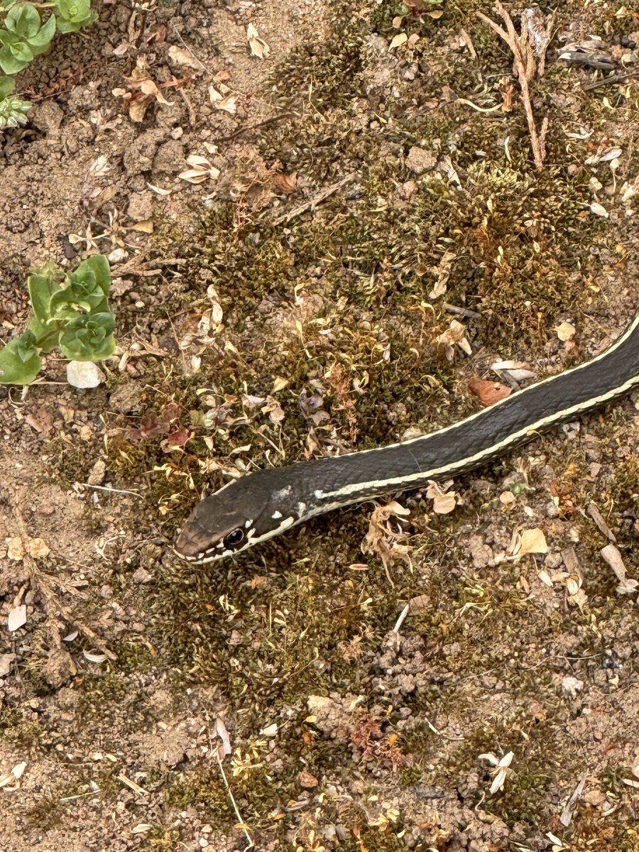 TripleBroker's tweet photo. Anyone like snakes? https://t.co/LDOWDbJWSz