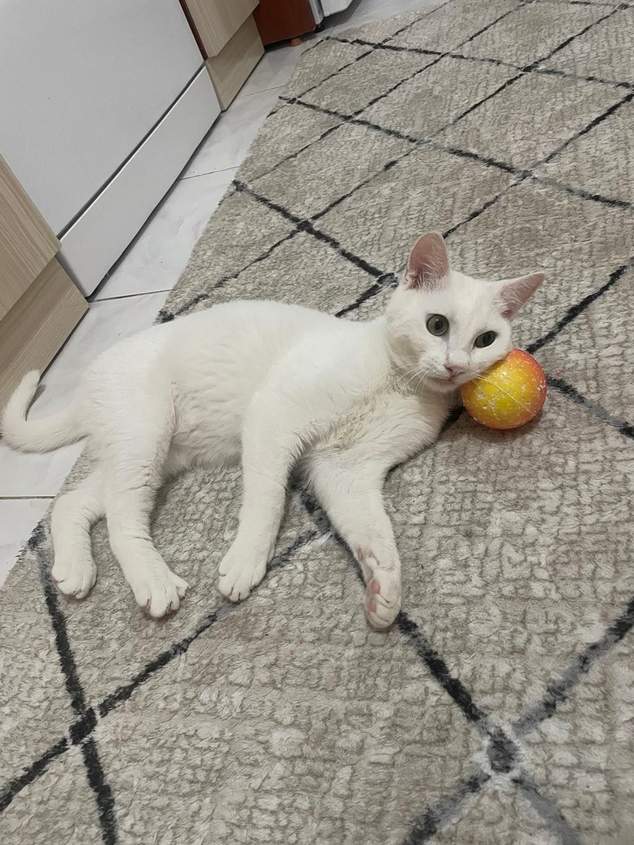 zllktlr's tweet photo. "6 ay önce sokakta ölmek üzereyken  buldum veterinere getirdim üst solunum yolu enfeksiyonu geçirdiğini öğrendik tedavisi edildi rehabilite oldu Şuanda 10 aylık kısır ve adını fırtına koyduğumuz bu yavruya geçici kalıcı yuva arıyoruz 
0532 519 0668 Trabzon https://t.co/DWlOkHD7AR https://t.co/D7DjSrVMTQ
