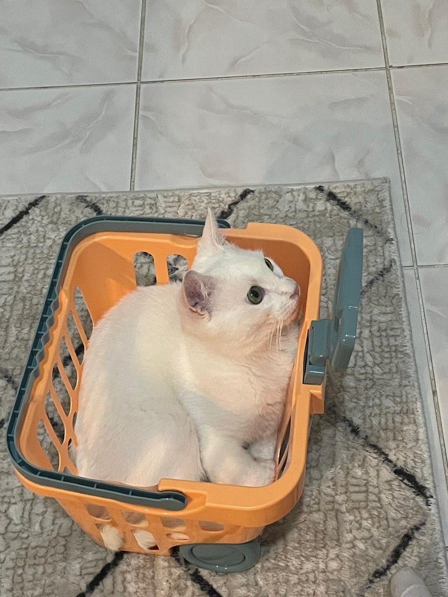 zllktlr's tweet photo. "6 ay önce sokakta ölmek üzereyken  buldum veterinere getirdim üst solunum yolu enfeksiyonu geçirdiğini öğrendik tedavisi edildi rehabilite oldu Şuanda 10 aylık kısır ve adını fırtına koyduğumuz bu yavruya geçici kalıcı yuva arıyoruz 
0532 519 0668 Trabzon https://t.co/DWlOkHD7AR https://t.co/D7DjSrVMTQ