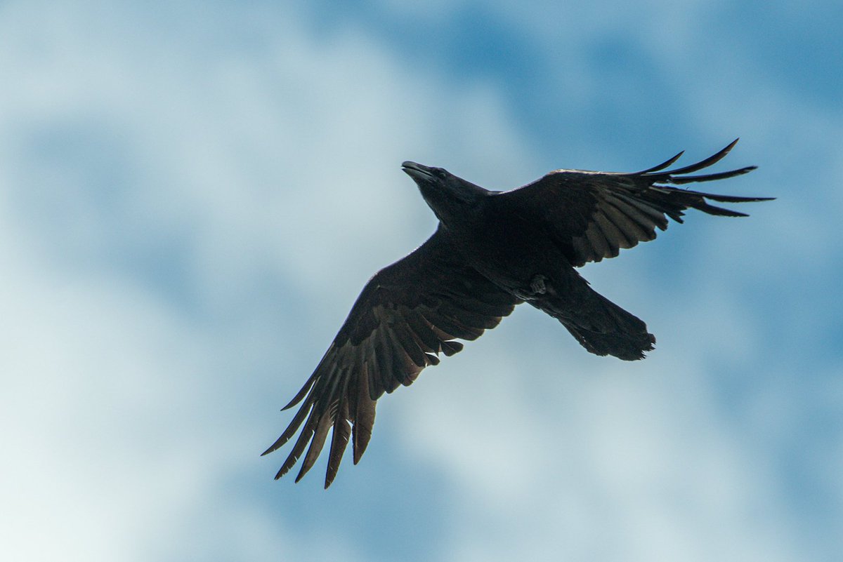 elfsprite's tweet photo. "Ravn flyg i himmelhjul" https://t.co/IEUayTNmqw