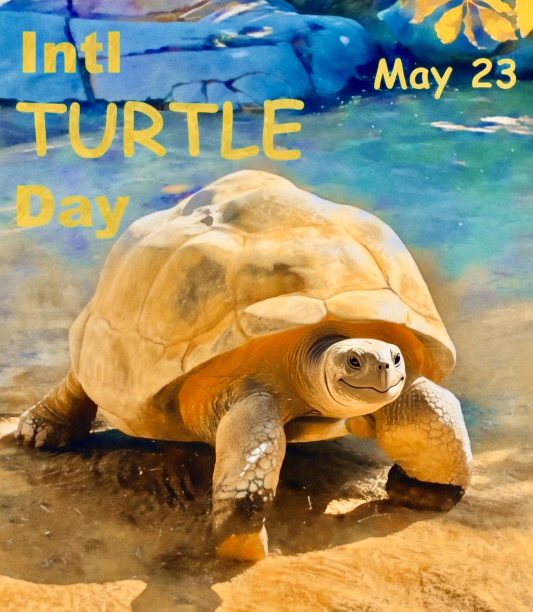 IntlDay's tweet photo. May 23
Intl TURTLE Day
Turtles smile on May 23

#IntlTurtleDay #worldturtleday #zoo #safari #turtle https://t.co/CFV6ZtRRrz