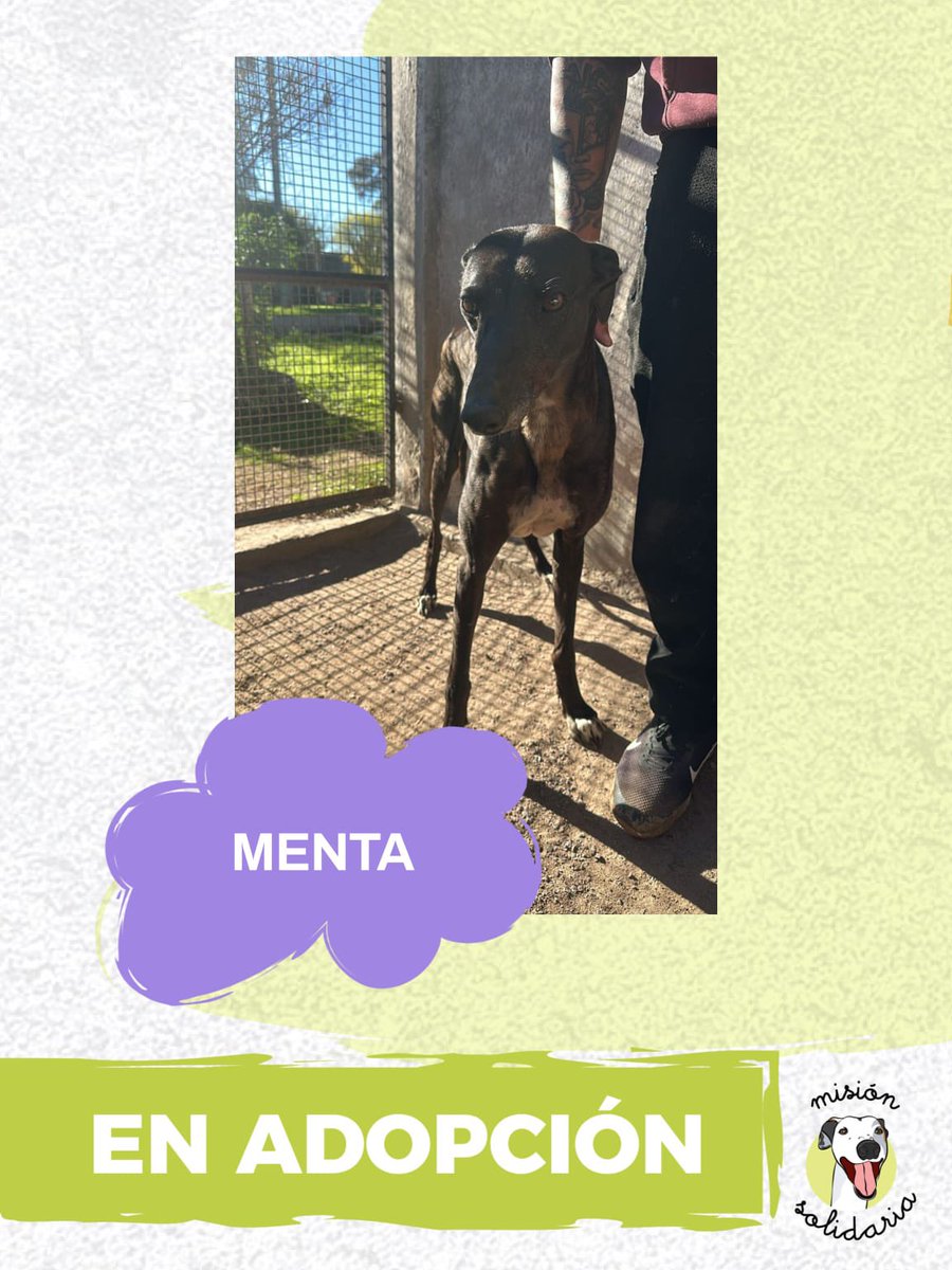Puchi tweet media