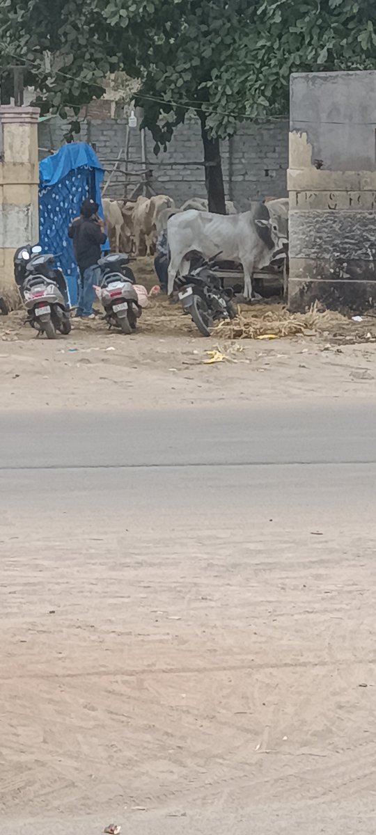 Krishna74337414's tweet photo. @peta @WWF @PMOIndia @BJP4Telangana @BJP4India 
Pls stop this buying for slaughter of cows in chandrayaan gutta if u have real concern not just for using for politics and elections all of u leaders know this but u dont respond but this is not good @PetaIndia @AwbiBallabhgarh https://t.co/RGzaPnTi0P