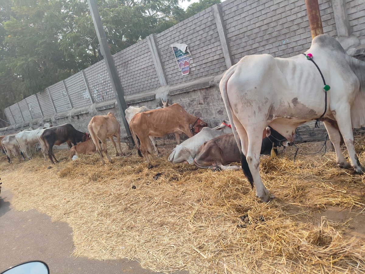 Krishna74337414's tweet photo. @peta @WWF @PMOIndia @BJP4Telangana @BJP4India 
Pls stop this buying for slaughter of cows in chandrayaan gutta if u have real concern not just for using for politics and elections all of u leaders know this but u dont respond but this is not good @PetaIndia @AwbiBallabhgarh https://t.co/RGzaPnTi0P