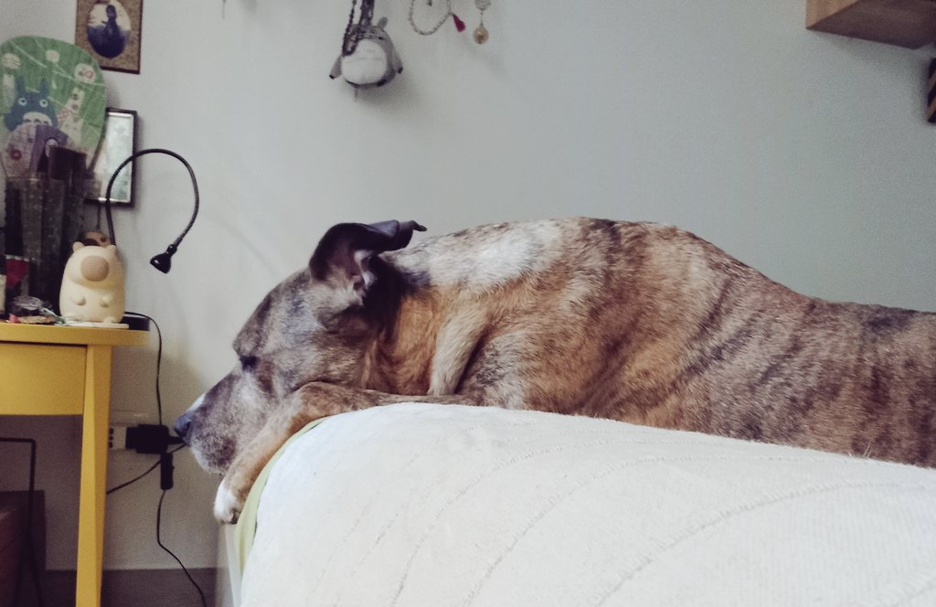 Otis, she wrote🐕🌈🦄🥑⚰️👹👾🤖🧛♀️ tweet media