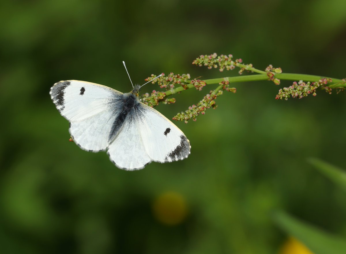 DaveOB66's tweet photo. Female Orange-tip in my garden yesterday morning. I'm hoping she's laid some eggs!
@BC_Yorkshire @savebutterflies https://t.co/0vGnvADDqB