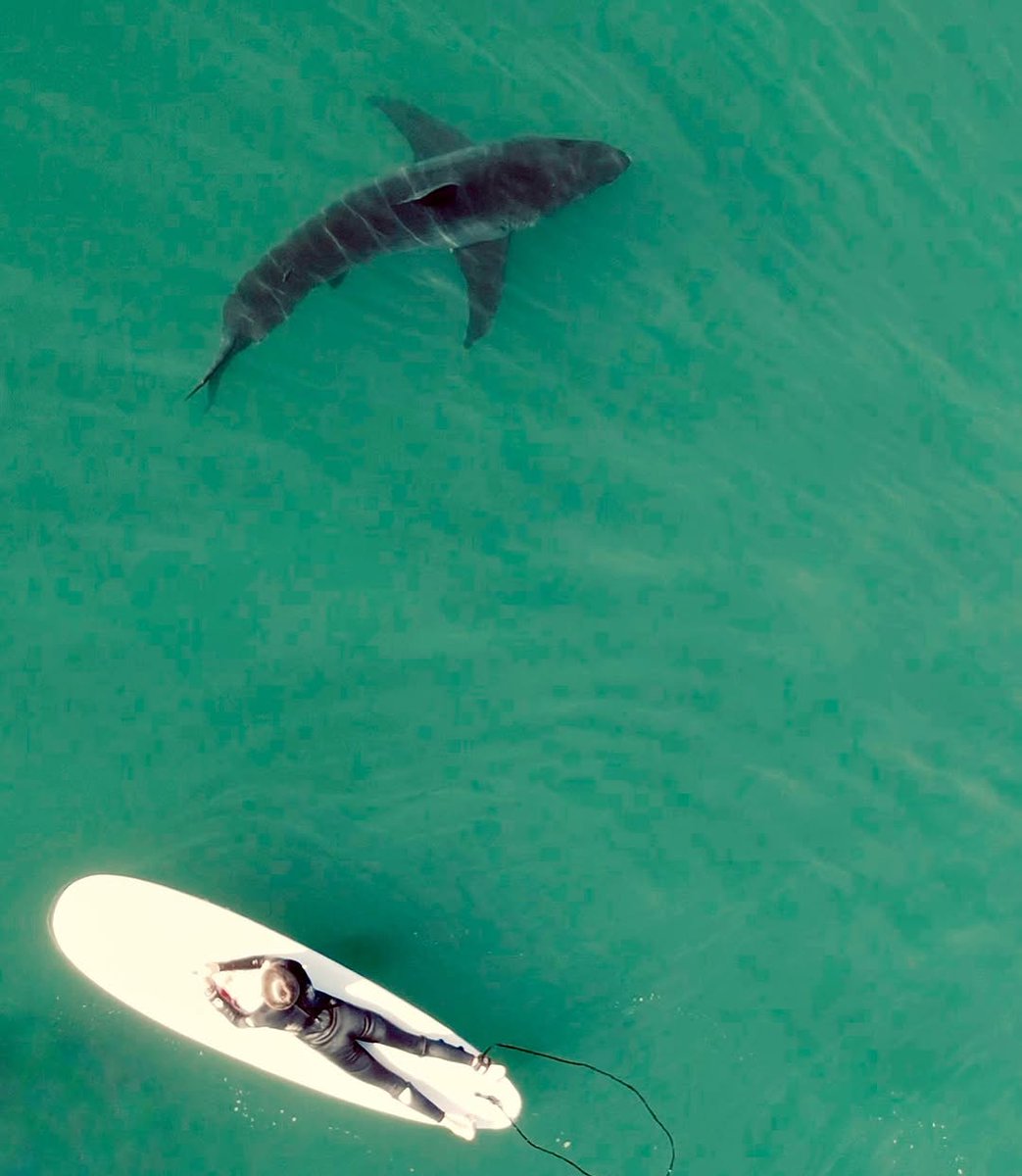 sharkincrisis's tweet photo. Should I do it? https://t.co/WhOpWH81AK