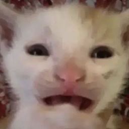 didi⁷🫐 cat at cat cheer tweet media
