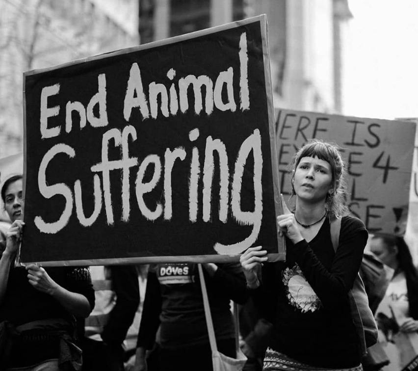 Vegan Future tweet media