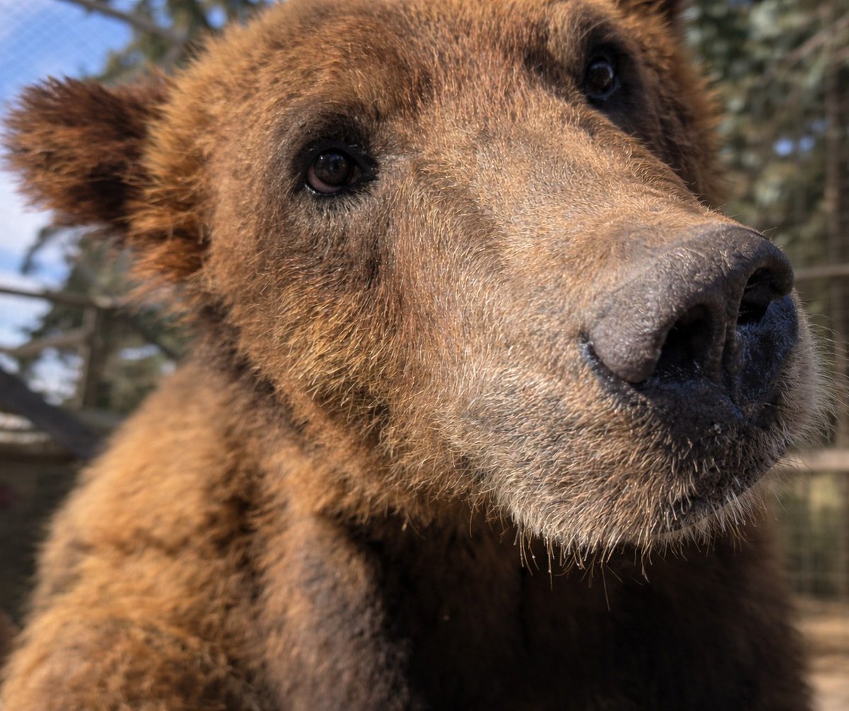 Calgary Zoo tweet media