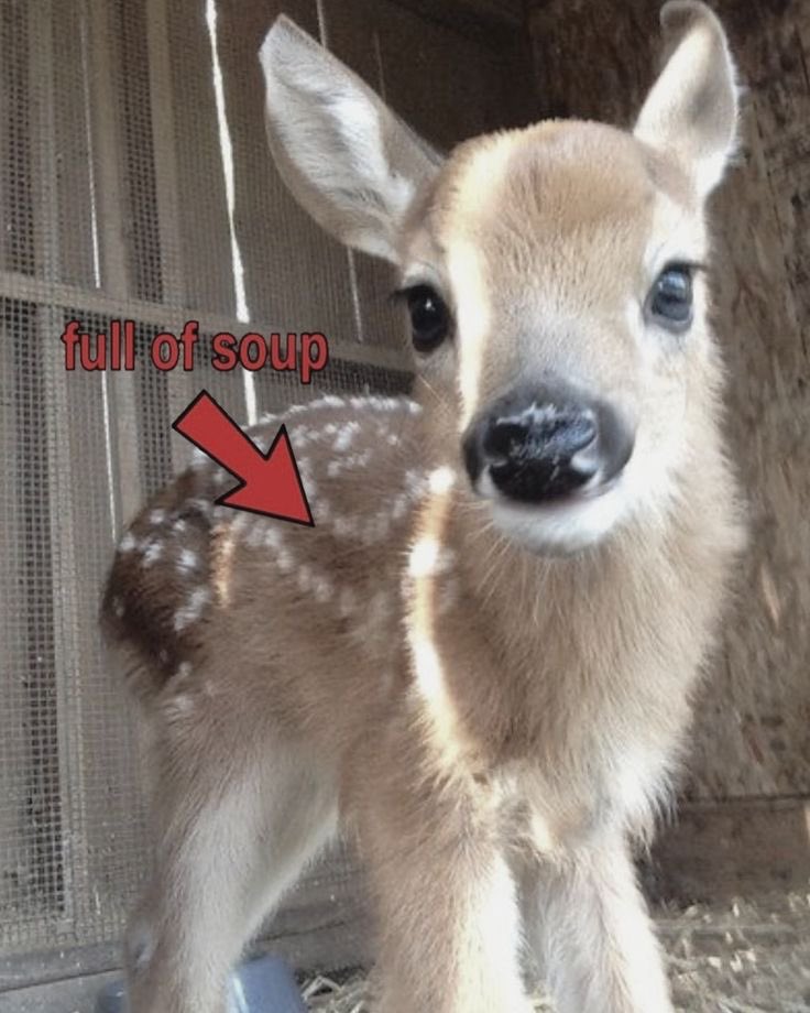 deer tweet media
