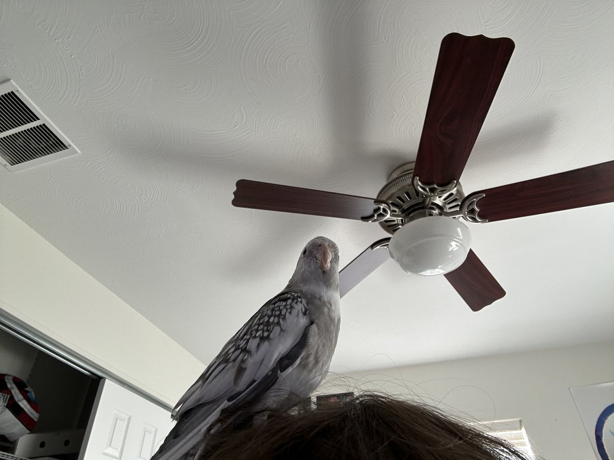 aresgel's tweet photo. hi I love my bird ok bye https://t.co/eQonijE9YO
