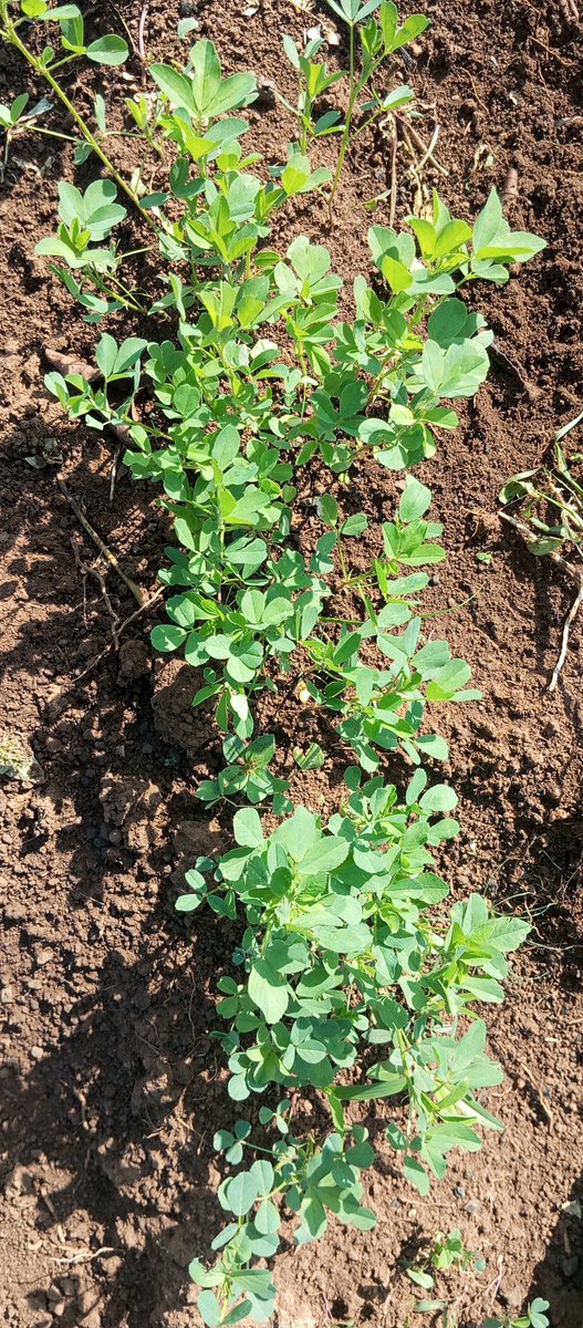 SirAlexKimutai's tweet photo. Lucerne is an important fodder crop with high protein content 18-22% It helps increase milk quantity and quality due to its nutient rich composition. If you are a farmer and need to establish this &amp; other animal fodders DM me
@AsnetKenya @FAOLivestock @DrRonohpaul @nandiyouthstv https://t.co/5JXzfyjGUm