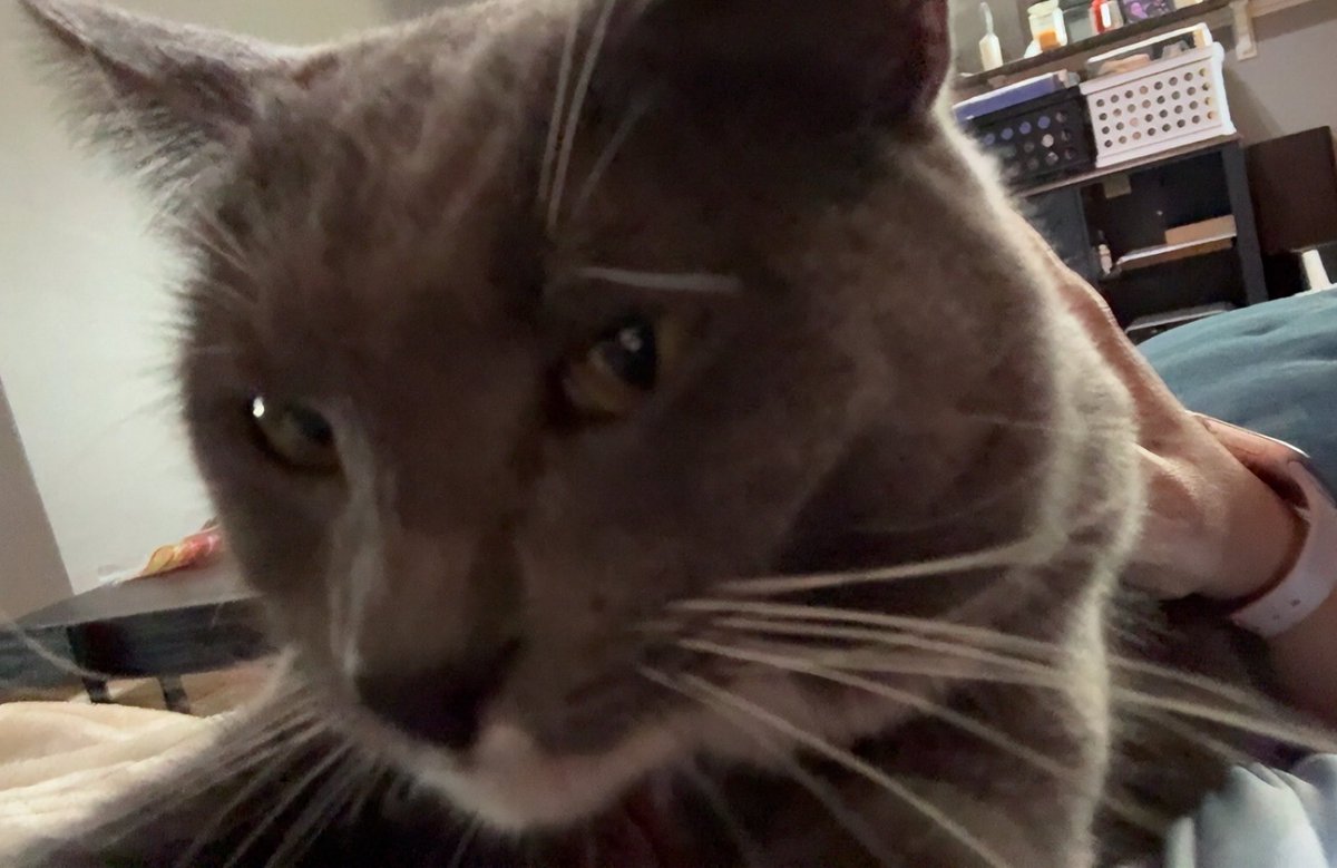 CatNamedKirby's tweet photo. Got games on your phone? https://t.co/OIFTaBqBGe