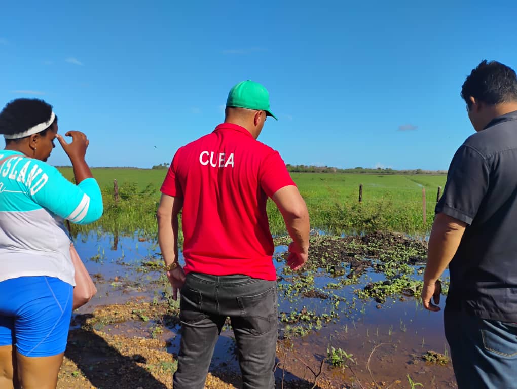 rlicea_mojena's tweet photo. Las lluvias de mayo son bien recibidas en la agricultura, sobre todo en el programa arrocero, en recorrido por el Polo "Sabana Grande" pudimos constatar la recuperación de ese vital cultivo para el autoabastecimiento territorial #IslaDeLaJuventud #SrntirPinero #CubaEstáFirme https://t.co/DKCG2QVzMr