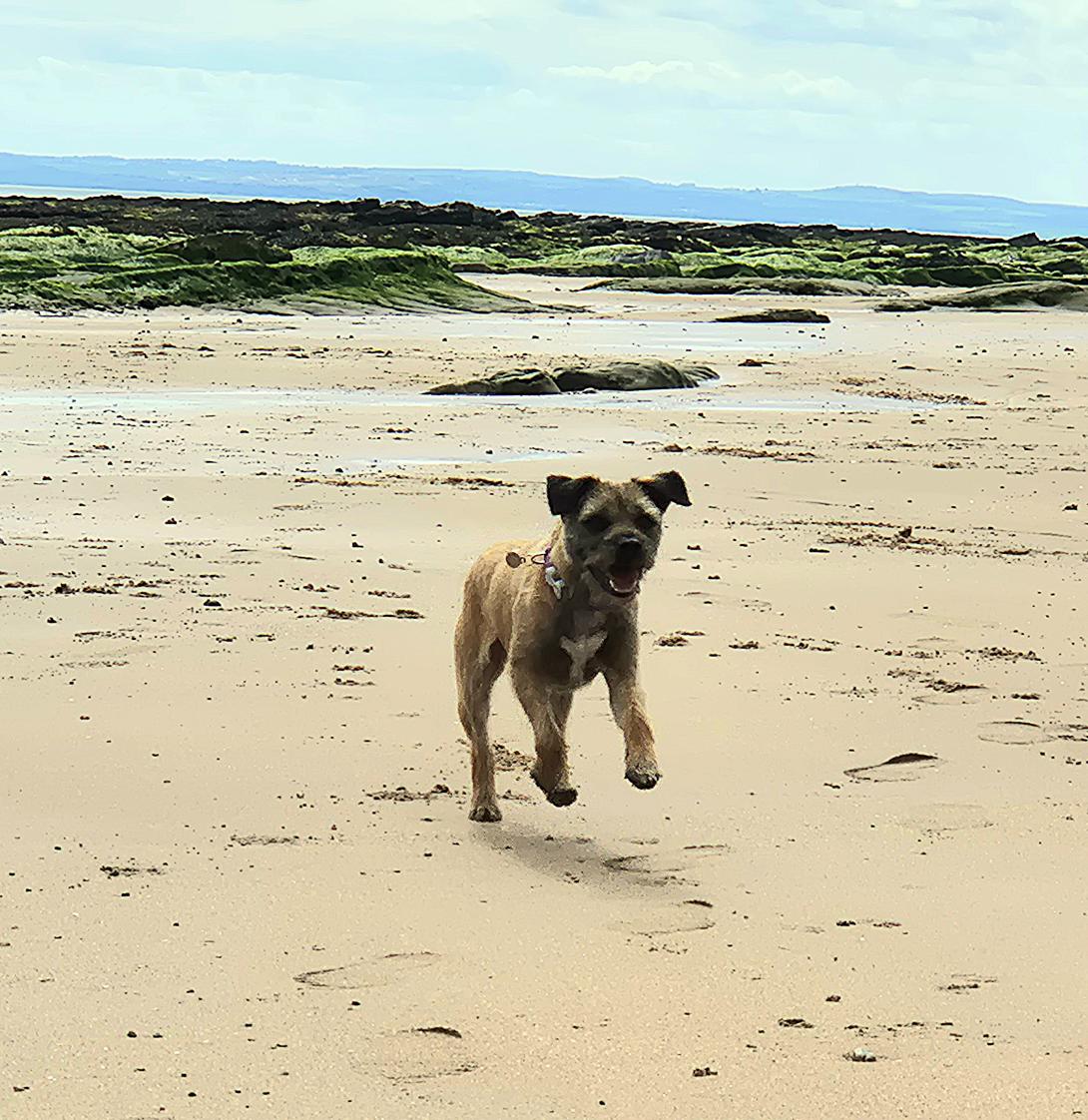 Lord Wicket 🐾🏴󠁧󠁢󠁳󠁣󠁴󠁿 feat. Lady Bogle 🐾🥰 tweet media