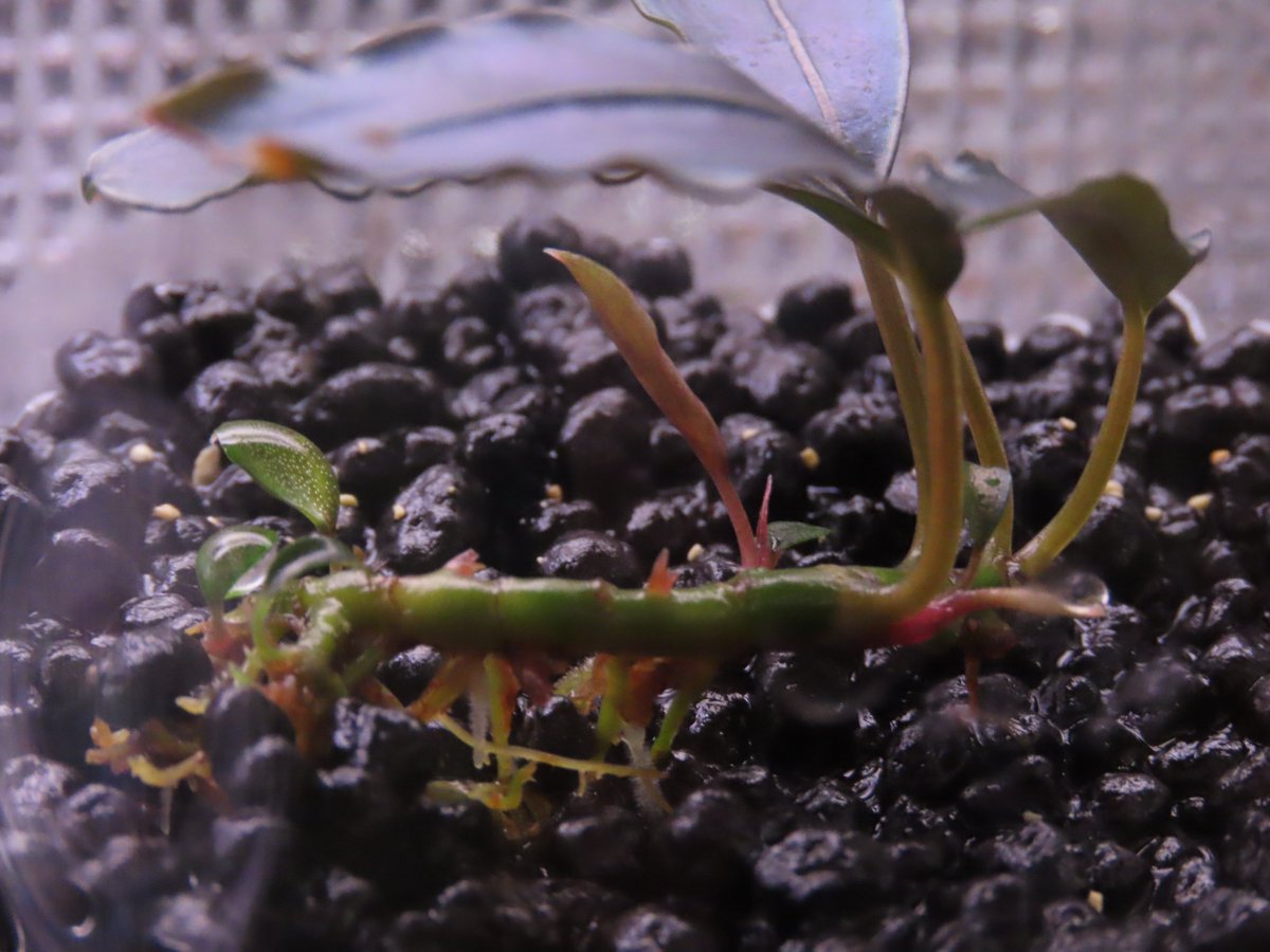 tayu_p's tweet photo. ブセの大株を分解したときに芋が長すぎて生長点の無い所でカットしてしまったのが数株いるんだけどどれも脇芽が2～3個出来て動き出してた。
やはり長芋！長芋は正義！！ https://t.co/ZdnPSRd5ya