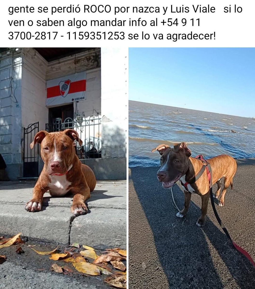 patripeyrou's tweet photo. Difundimos 
Rt
Recompensa https://t.co/IwEsC1xTPF