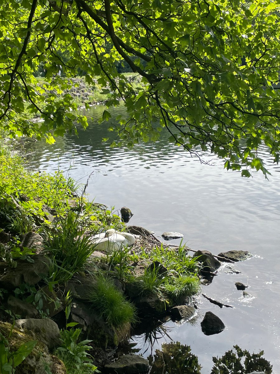 chancevisitors's tweet photo. Heron and a sleeping swan https://t.co/O7dgixM6K0