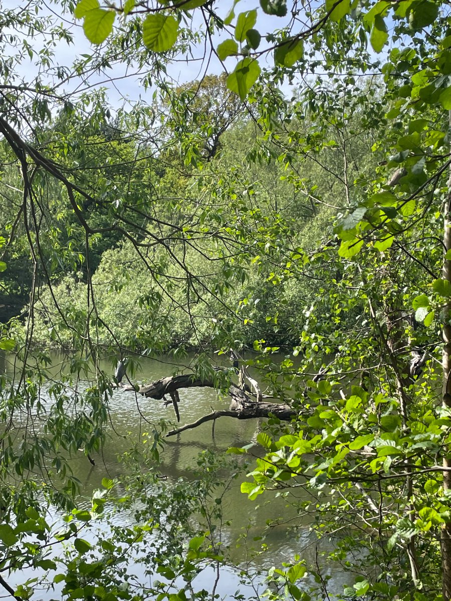 chancevisitors's tweet photo. Heron and a sleeping swan https://t.co/O7dgixM6K0