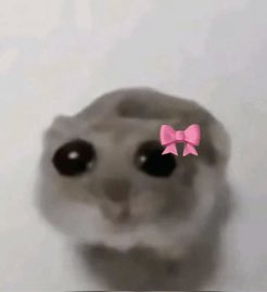 Rattata🦫 tweet media