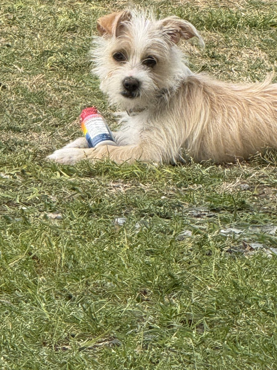 Capt7567's tweet photo. Meet the newest members to our family, Baxter &amp; Rowdy. #RescueDogs  #Adoptdontshop https://t.co/aZSmoFwkbD