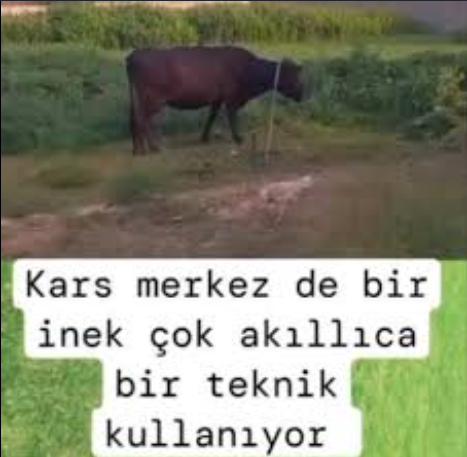 Bepp tweet media