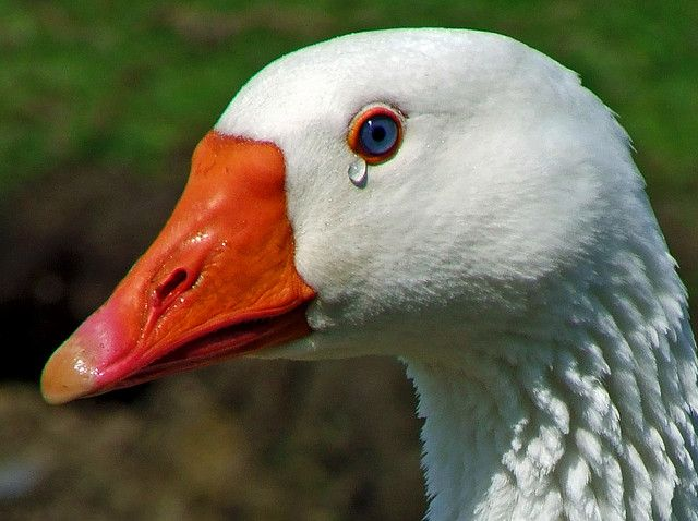 Quila The Goose tweet media