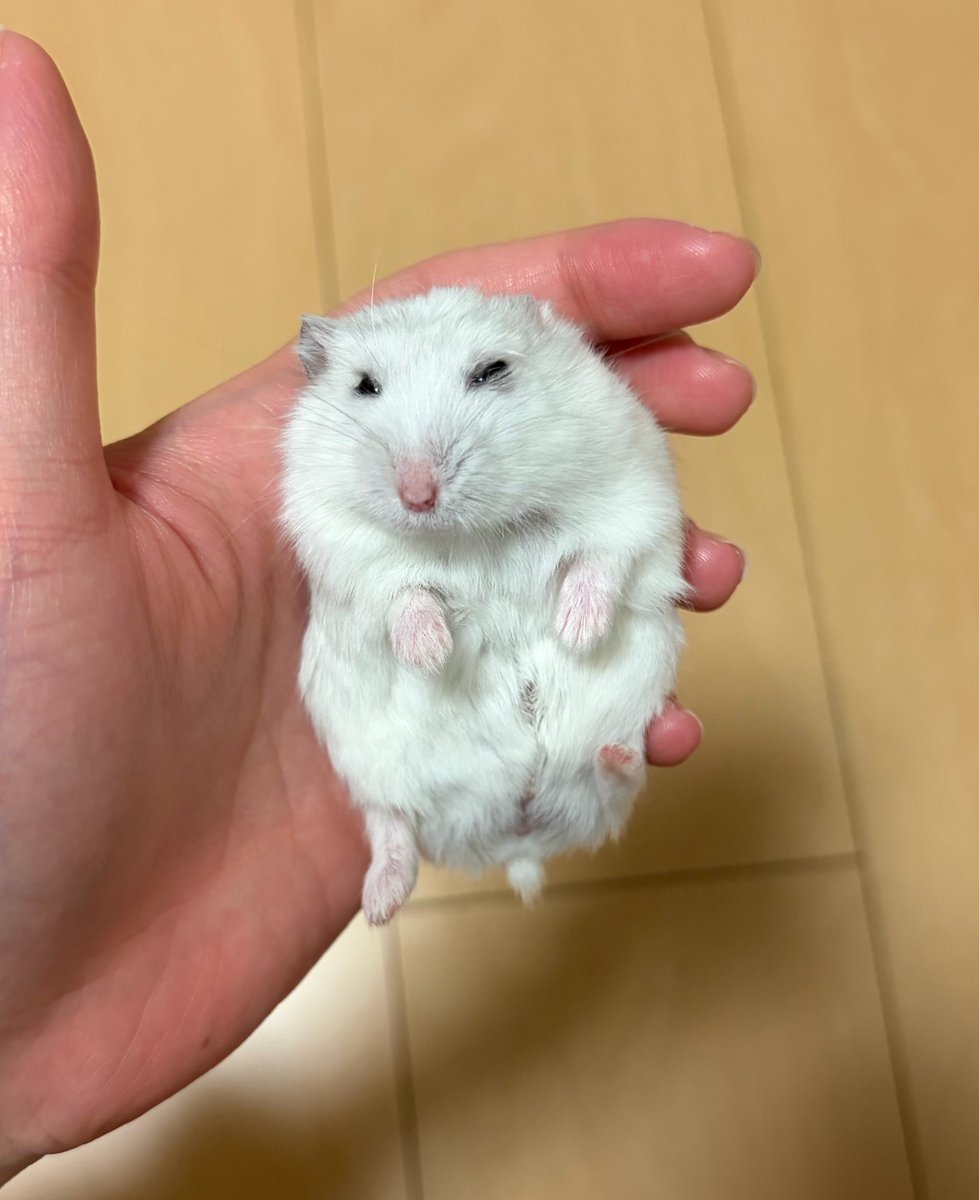 けだまの うんち丸 tweet media