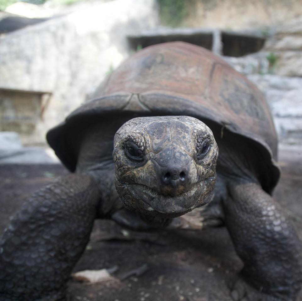 SanAntonioZoo's tweet photo. Happy World Turtle Day! Big or small, we shell-ebrate them all!

Turtles and tortoises are not just icons of longevity; they're ecological superheroes! From seed dispersal to habitat engineering, they play crucial roles in shaping ecosystems and maintaining biodiversity  🌎🐢 https://t.co/puIhRR2UUs