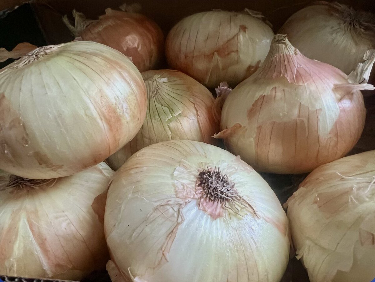 Candace07's tweet photo. Candace Lately - COLUMN: Not all sweet onions are created equal https://t.co/KS5cH0hS1C https://t.co/H8kSv7O4nP