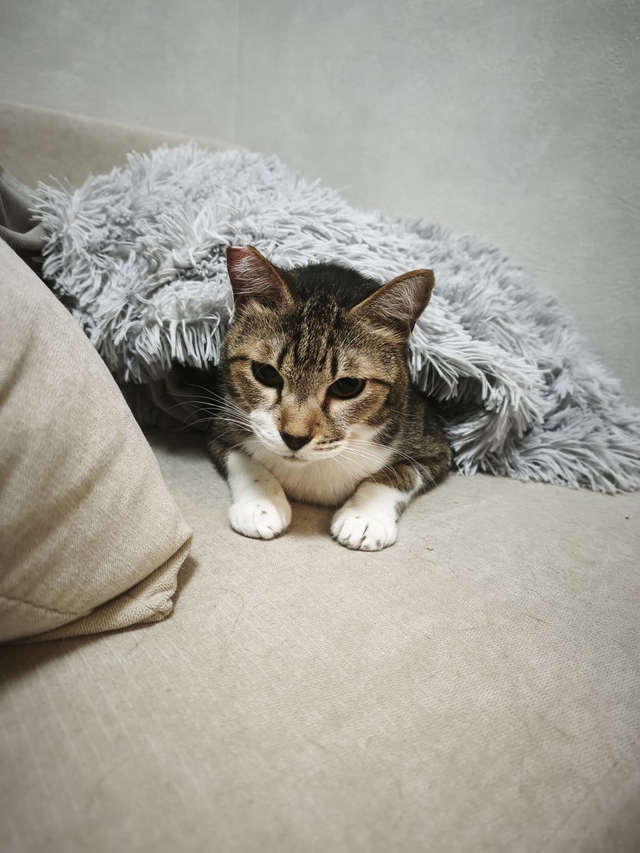 yayason's tweet photo. うちの最年長猫のマーさん。
かわえかわえ https://t.co/P5w1AEN9lY