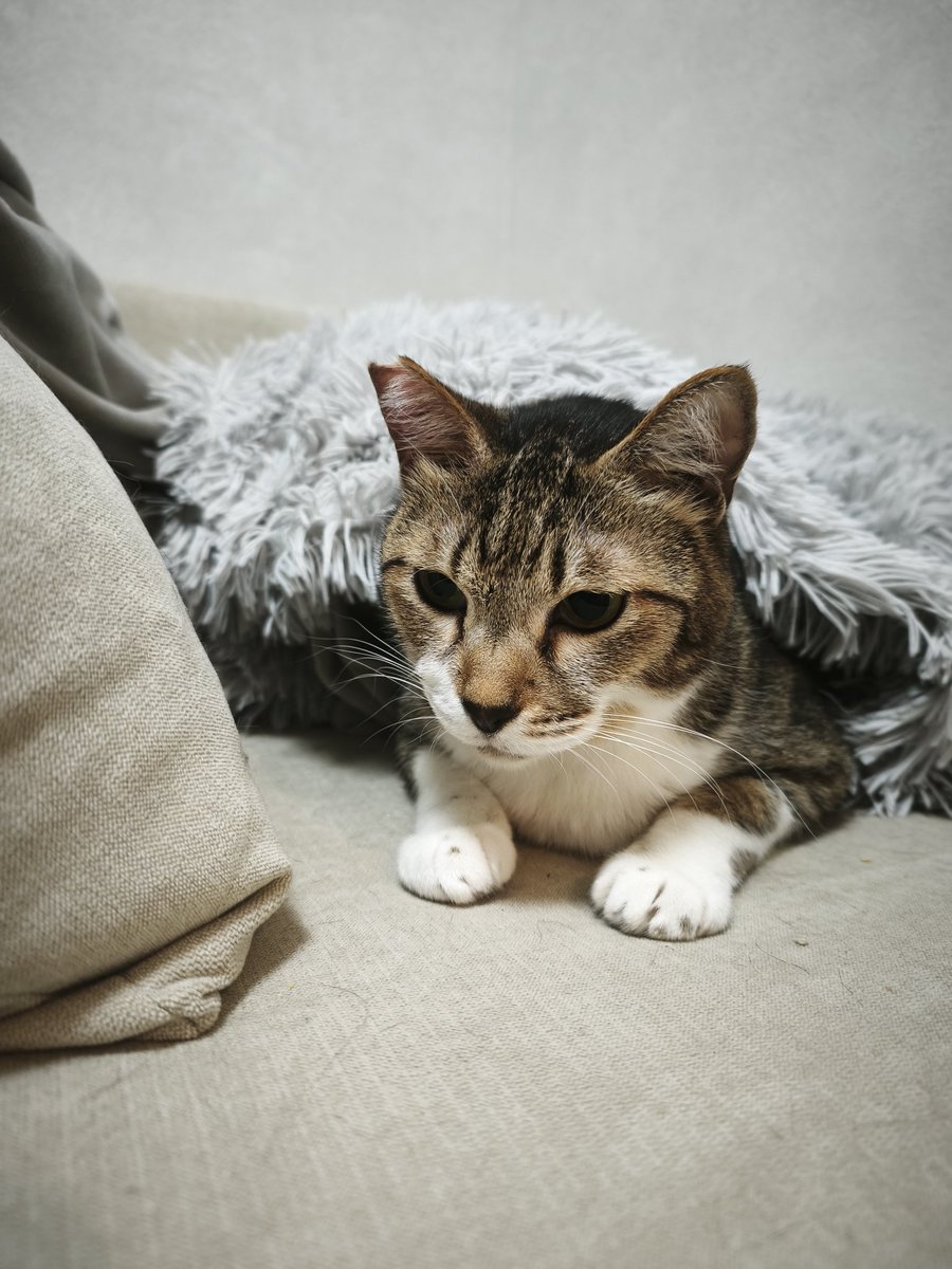 yayason's tweet photo. うちの最年長猫のマーさん。
かわえかわえ https://t.co/P5w1AEN9lY