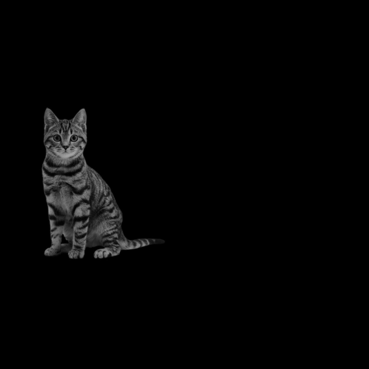 random stupid fucking cat tweet media