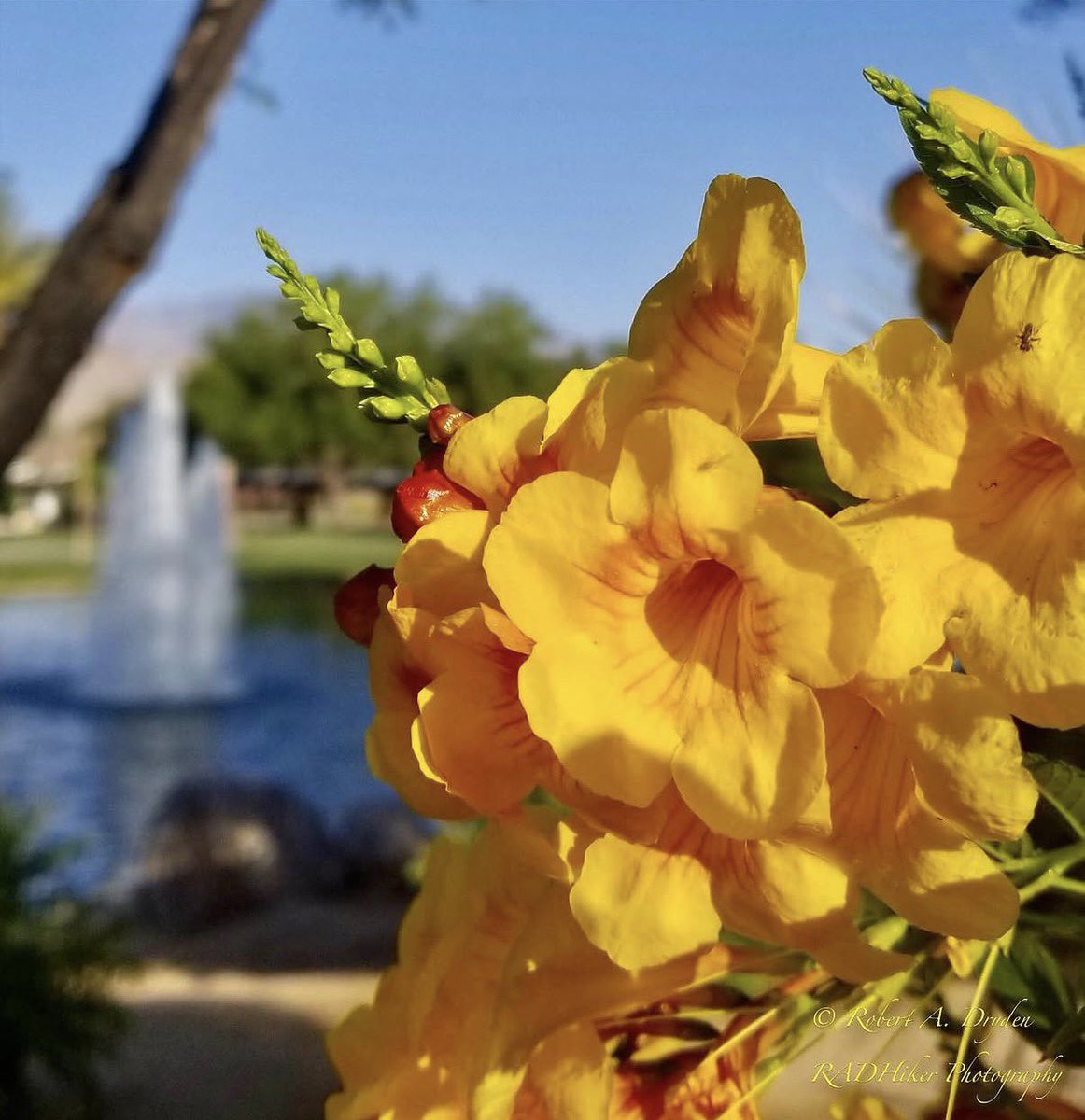 Coachella Valley tweet media