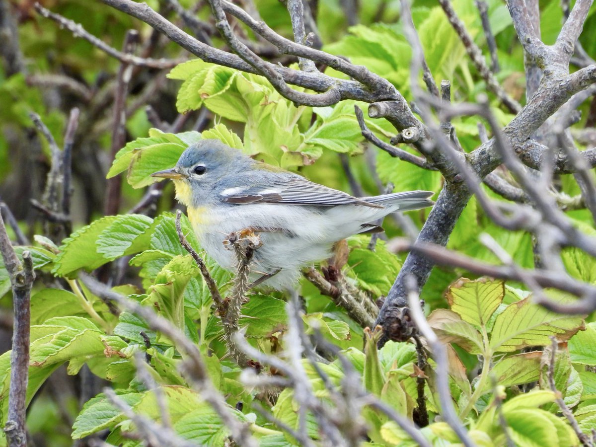 LukeMarriner_1's tweet photo. Some off the camera pics of the Northern Parula that spent all day munching on insects in Vaila’s Trees @FI_Obs cracking bird and find by @tom_wright16 also 2 Temmincks stint provided a fine supporting cast. https://t.co/Q0RTVTrvzk