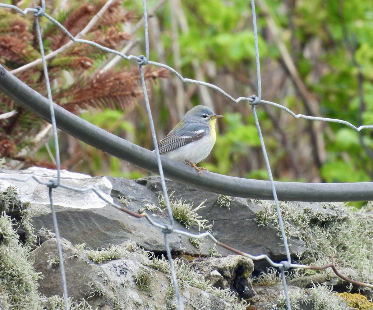 LukeMarriner_1's tweet photo. Some off the camera pics of the Northern Parula that spent all day munching on insects in Vaila’s Trees @FI_Obs cracking bird and find by @tom_wright16 also 2 Temmincks stint provided a fine supporting cast. https://t.co/Q0RTVTrvzk