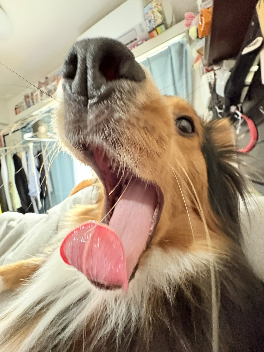 Opera0929's tweet photo. あーん https://t.co/ynsFjF7vy3