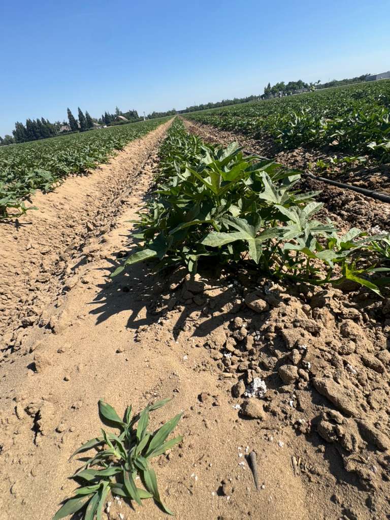 United Farm Workers tweet media