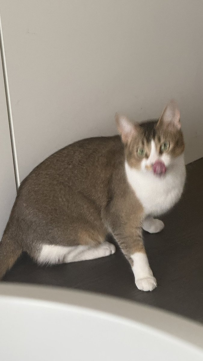 ねこ様❤️ 猫！！！（尖叫(≧▽≦)/
