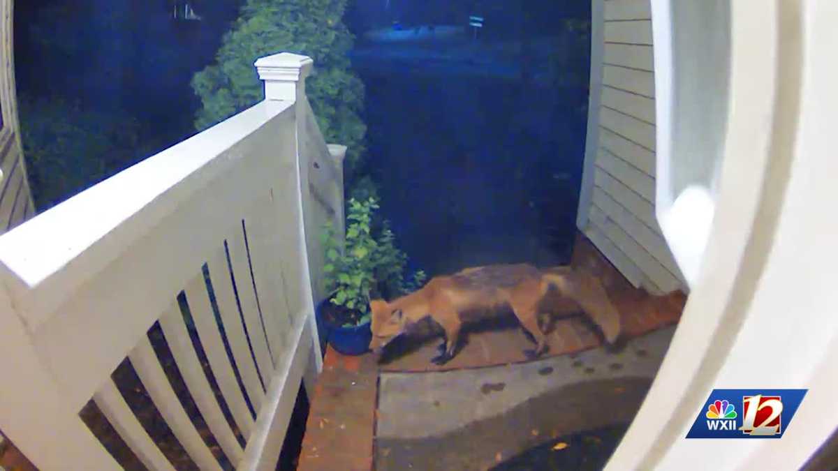 insuredbytowns's tweet photo. As wildlife activity increases during the warmer months, experts share tips on safely navigating encounters with foxes, ticks ...
https://t.co/w3J8caAglc https://t.co/lXFxAKys6a
