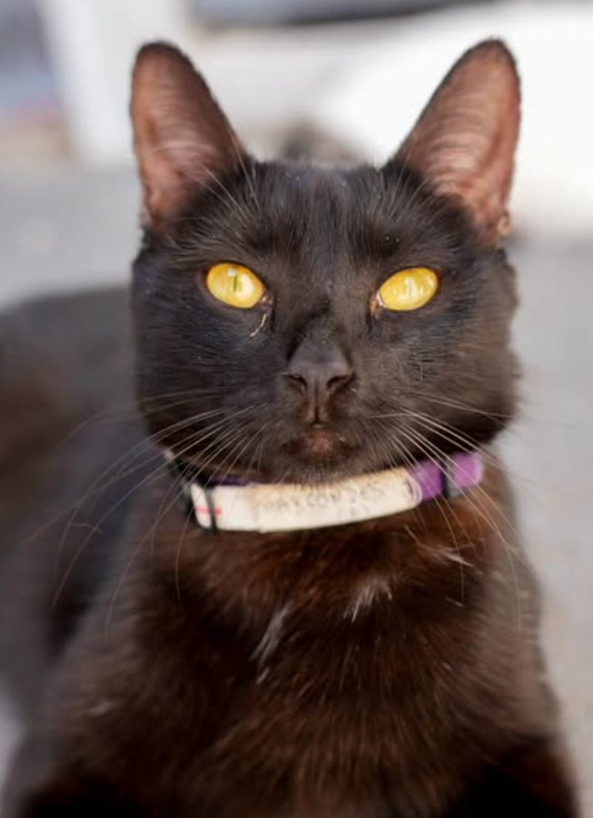 Catland - adoção de gatinhos tweet media