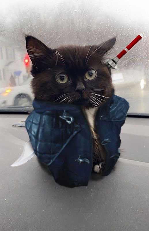 jellysgalaxie's tweet photo. i love these cat nero pics https://t.co/hT13Q6oF1F